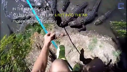 Timsahların Üzerinde Denge İpinde Yürümek