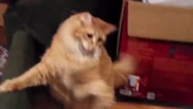 Cat goes crazy wearing a Christmas Hat... Best Cat Prank!