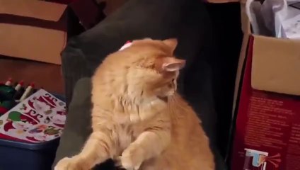 Le chat de Noel. Il devient fou avec son petit chapeau