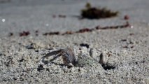 SAND BUBBLER CRABS - Cape Tribulation beach, Queensland, Australia