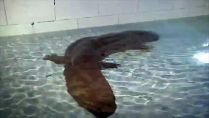 Une salamandre géante de 200 ans retrouvée vivante dans une grotte