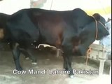 Brown Black Bull In Cow Mandi Lahore Pakistan