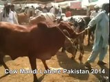 Red Bull In Cow Mandi Of Lahore Pakistan