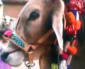 Beautiful Brown Cow For Qurbani Eid Ul Azha