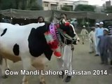 Heavy White Bull In Cow Mandi Lahore Pakistan