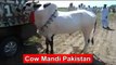 Heavy White Cow In Cow Mandi Qurbani 2015
