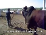 Really Heavy Red Bull In Cow Mandi Of Karachi Pakistan