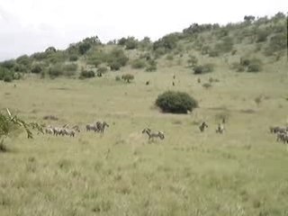 Ethiopie zèbres