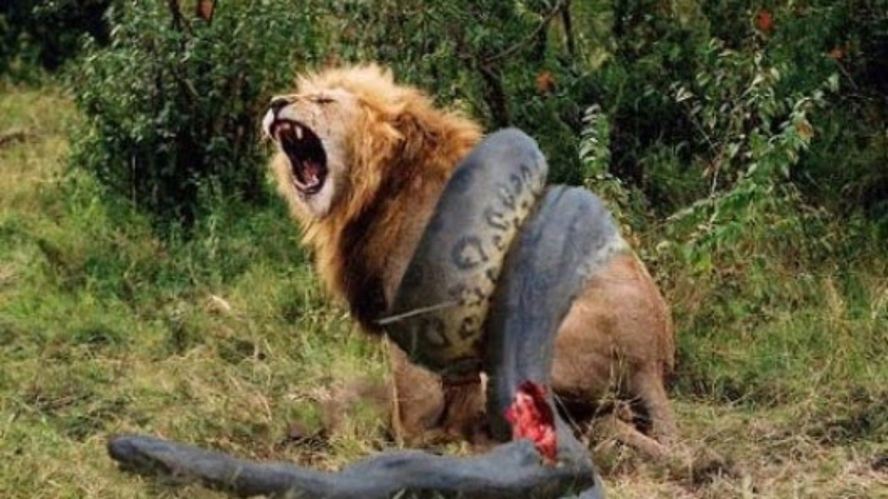 Leopard vs Great Python Real Fight HD Video