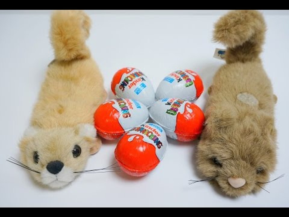 Funny Toy Ferret have Fun with Surprise Eggs