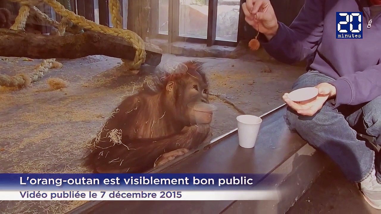 Animaux : cet orang-outan adore les tours de magie !