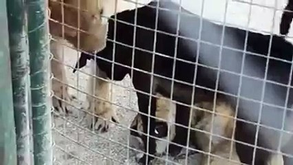 Kutte ka kamal...:))