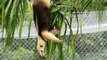 Anteater Takes to the Trees in a Quest to Find Ants