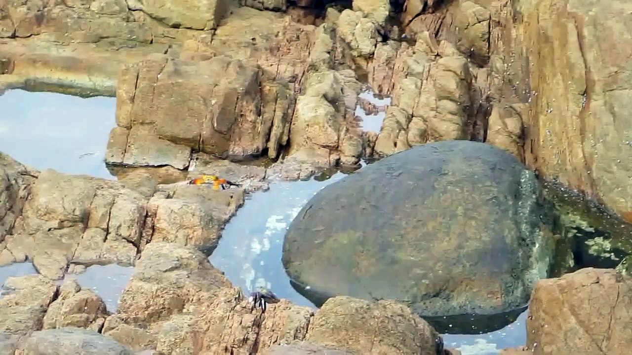 Une pieuvre attaque un crabe