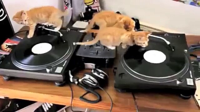 3 chatons improvisent sur des platines