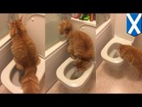 Kucing belajar menggunakan toilet, seperti manusia - TomoNews