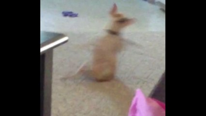 Chihuahua Finds New Way To