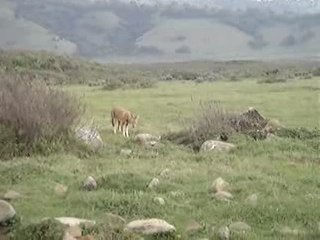 Ethiopie loup d'Abyssinie