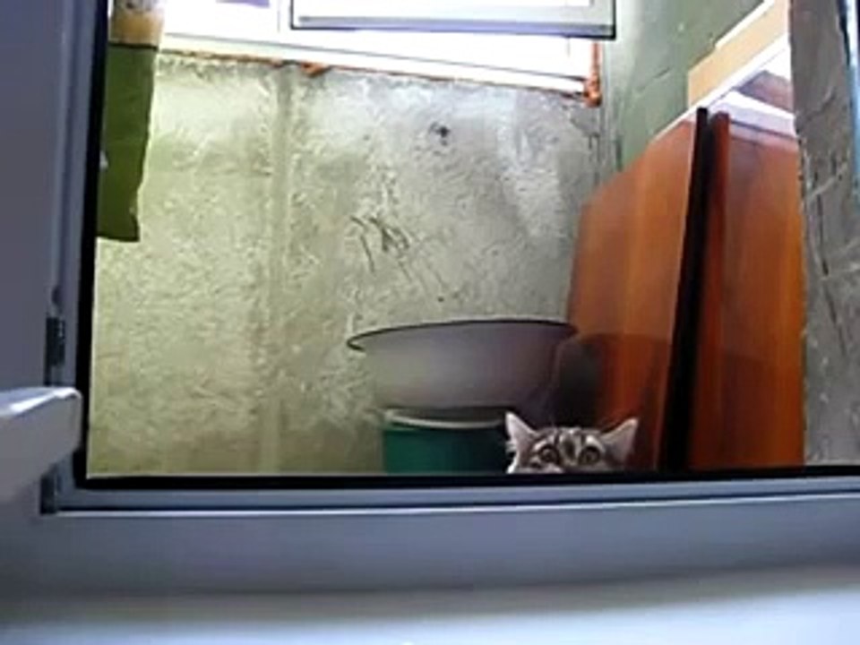 Кот подглядывает