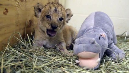 Five Week Old Lion Cubs Messing Around