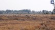 Camouflaged Lions Pounce On Warthogs