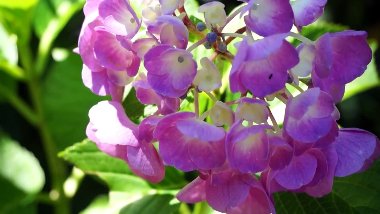 鎌倉のお散歩☆海、山、銭洗弁財天☆Прогулки по Камакуре_ море, горы, храм, где моют деньги☆