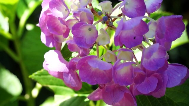 鎌倉のお散歩☆海、山、銭洗弁財天☆Прогулки по Камакуре_ море, горы, храм, где моют деньги☆