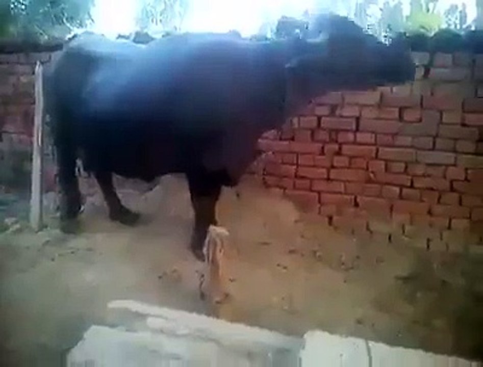 intelligent majh