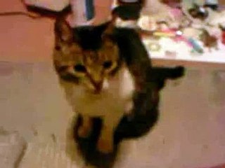 Rol kesen muhteşem kedi