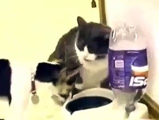 Kedi ile köpeğin yemek kavgası