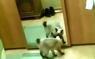 New 2016 Stupid Animals - Very Funny Video - cat jumps into mirror funny cat 2015