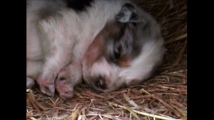 Première portée de Idja