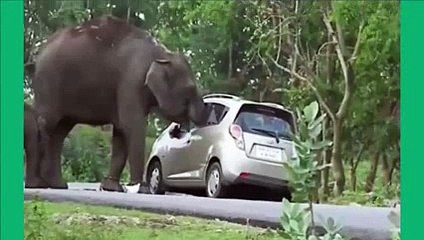 New 2016 Angry elephant attacks peoples and cars in India
