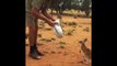 This baby kangaroo loves humans - Cutest thing of the week