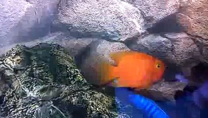 New 2016 the most beautiful underwater aquarium! very beautiful fish!