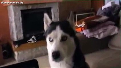 New 2016 funny sound to annoy your dog affect on your dog-funny animals 2015