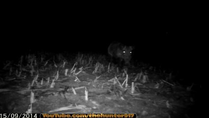 Mısır Tarlasına Giren Azılı Yaban Domuzu( Wild Boar in Turkey)