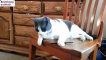 New 2016 funny animals funny cats in the house
