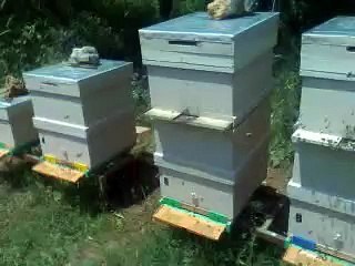 Bir kovanda iki-çift ana çalışması 01.05.2014