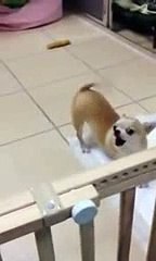 New 2016 ► New Animal Funny Videos 2014 ► Chihuahua Dance Funny Videos funny videos