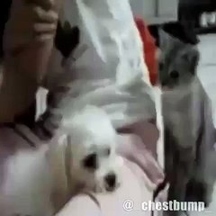 Кот против пса