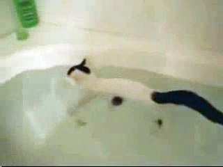 New 2016 ► New Funny Animal Videos Compilation 2014 ► Bathing Cat Funny