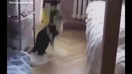 New 2016 BEST FUNNY Cats Fails - Top ANIMALS COMPILATION Ever Part 2