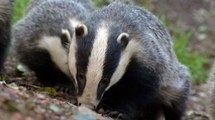 BBC Radio 4 - Farming Today, Badger Cull Numbers Released 18Dec15