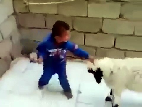 Sevimli Çocuk Çılgın Kuzu İle Kavga Ederken Çok Komik