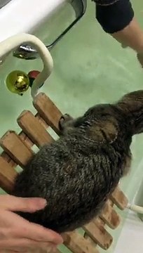 Александр Бон (shponks) on Periscope [2015-12-18 22-12] Соня‼️