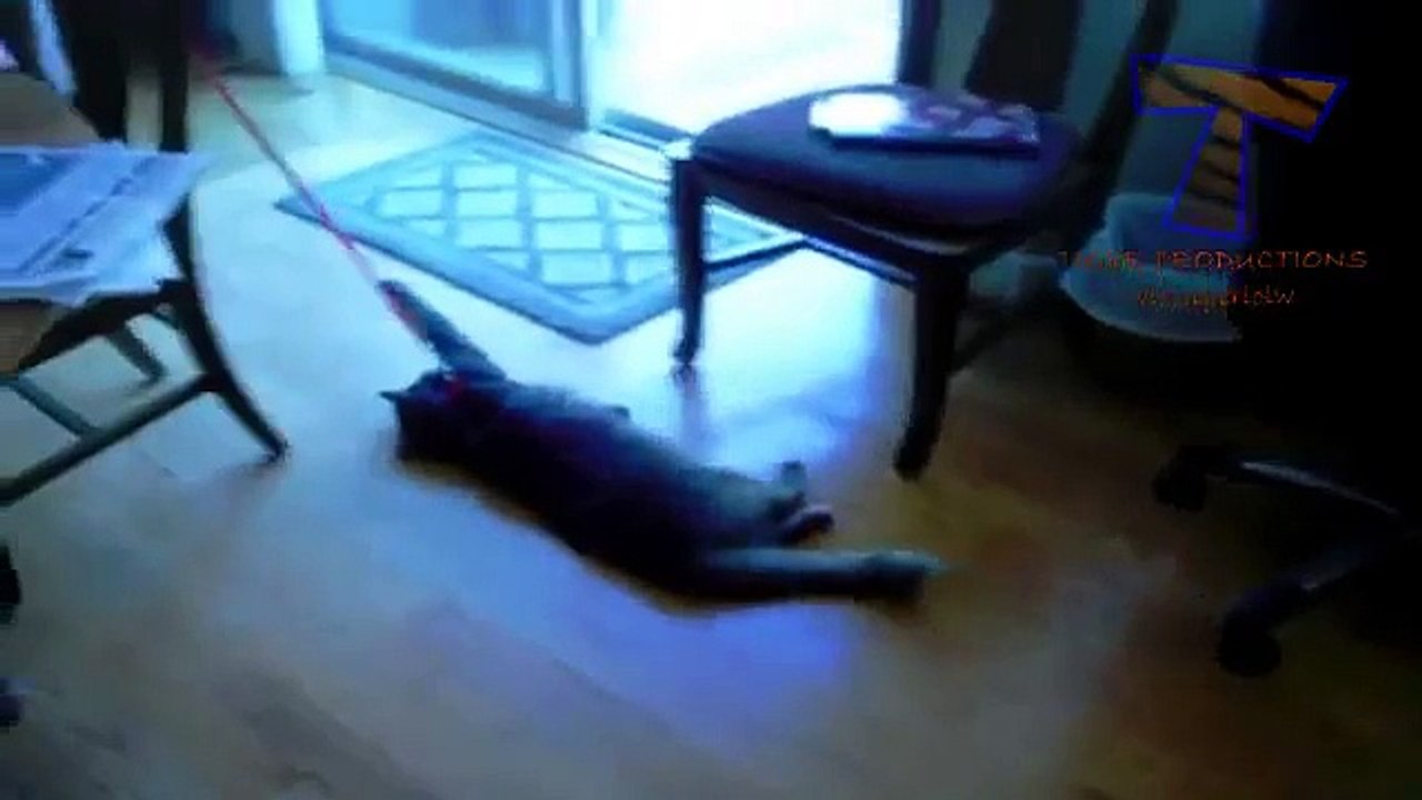 Lazy dogs