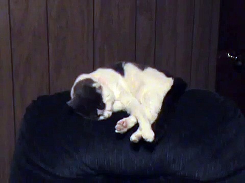 Kittens