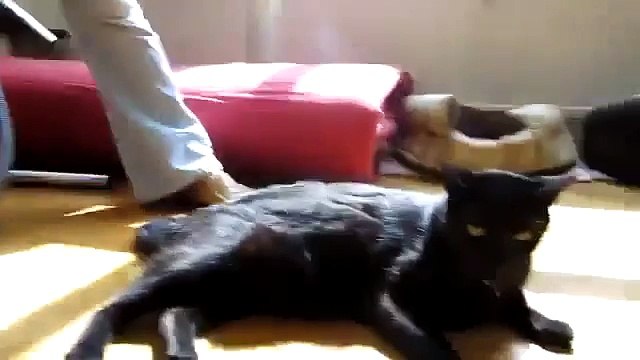 Gato Pasa La Aspiradora!!! jaja Gatos Locos Humor Divertidos Chistosos risa gato tierno