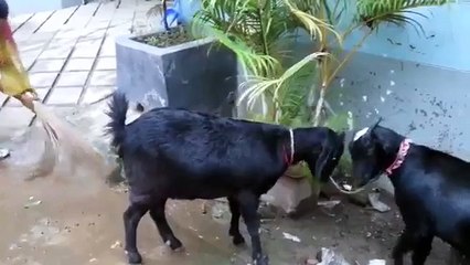 Beautiful Qurbani Bull Bakra Eid 2015 Bangladesh